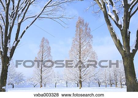 Rimed trees View Large Photo Image Stock Photo - Rimed trees. Fotosearch