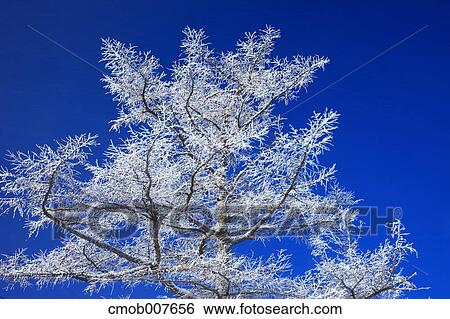 Rimed trees View Large Photo Image Stock Photograph - Rimed trees. Fotosearch