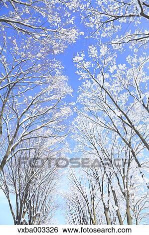 Rimed trees View Large Photo Image Stock Photograph - Rimed trees. Fotosearch