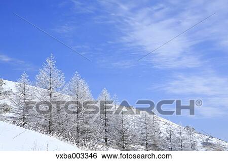 Rimed trees View Large Photo Image Stock Photograph - Rimed trees. Fotosearch