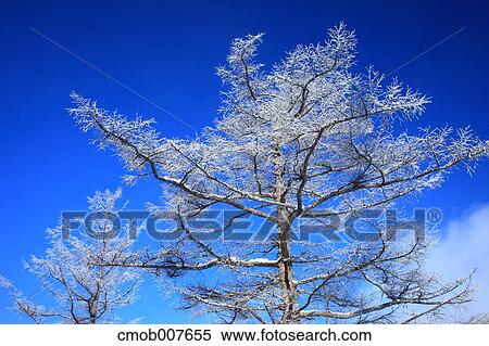 Rimed trees View Large Photo Image Stock Photography - Rimed trees. Fotosearch