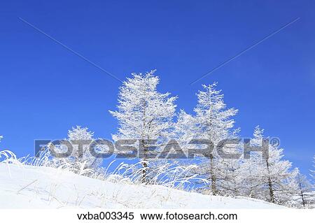Rimed trees View Large Photo Image Stock Photography - Rimed trees. Fotosearch