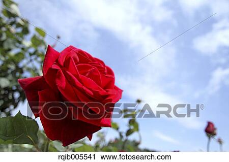 Rose flower and sky View Large Photo Image Stock Image - Rose flower and sky. Fotosearch