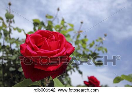 Stock Image - Rose flower and sky. Fotosearch