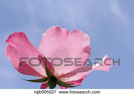 Stock Photo - Rose flower and sky. Fotosearch