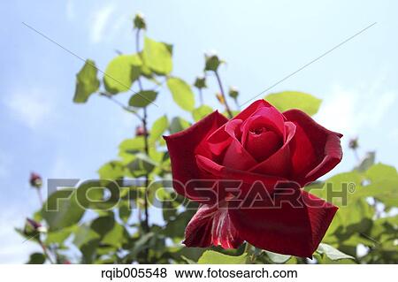 Stock Photo - Rose flower and sky. Fotosearch
