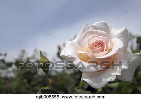 Rose flower and sky View Large Photo Image Stock Photography - Rose flower and sky. Fotosearch