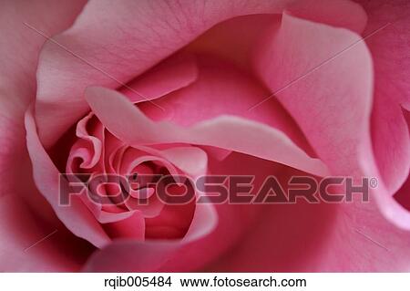 Picture - Rose flower. Fotosearch