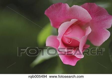 Rose flower View Large Photo Image Picture - Rose flower. Fotosearch