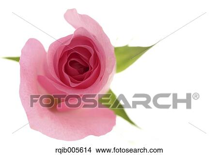 Rose flower View Large Photo Image Picture - Rose flower. Fotosearch