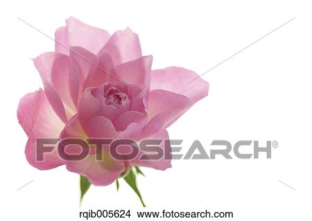 Rose flower View Large Photo Image Picture - Rose flower. Fotosearch