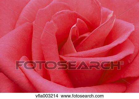 Picture - Rose flower. Fotosearch