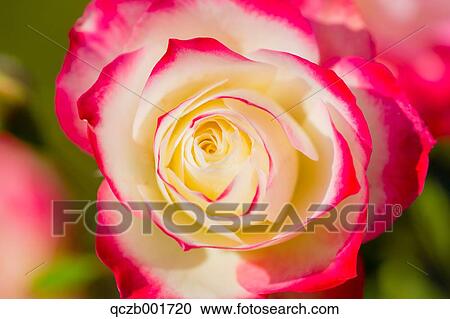Stock Image - Rose flower. Fotosearch