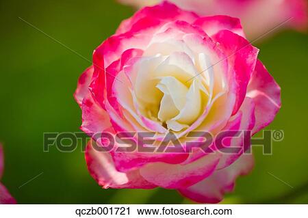 Stock Image - Rose flower. Fotosearch