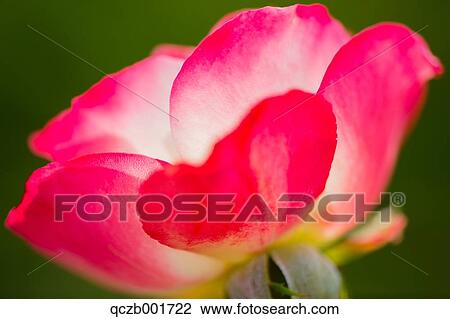 Rose flower View Large Photo Image Stock Image - Rose flower. Fotosearch
