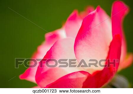 Rose flower View Large Photo Image Stock Image - Rose flower. Fotosearch