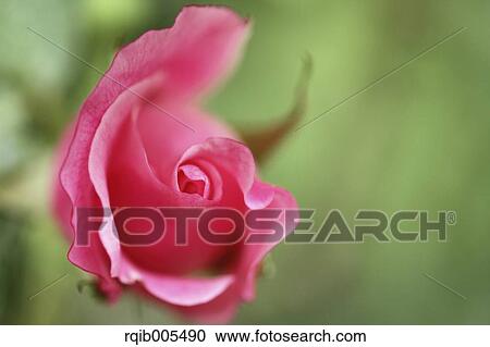Rose flower View Large Photo Image Stock Image - Rose flower. Fotosearch