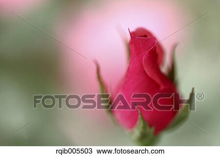 Stock Image - Rose flower. Fotosearch