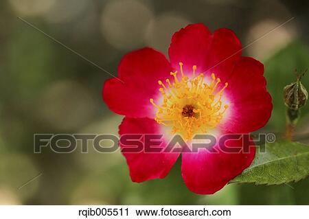 Stock Image - Rose flower. Fotosearch