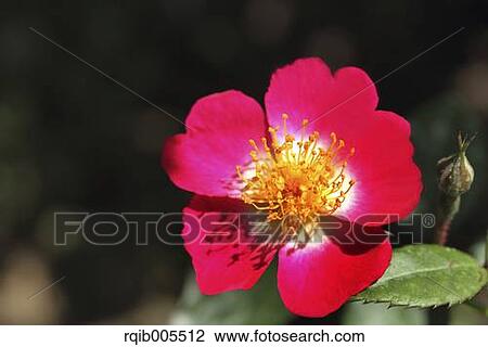 Rose flower View Large Photo Image Stock Image - Rose flower. Fotosearch