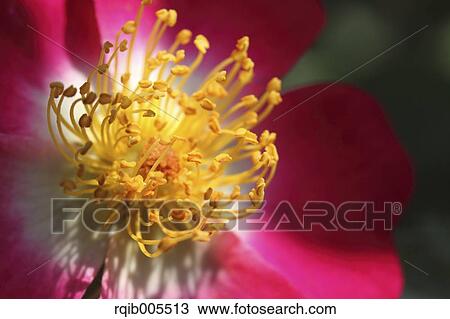 Rose flower View Large Photo Image Stock Image - Rose flower. Fotosearch