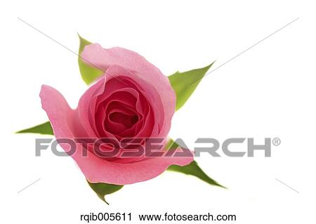 Rose flower View Large Photo Image Stock Image - Rose flower. Fotosearch