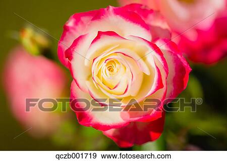 Rose flower View Large Photo Image Stock Photo - Rose flower. Fotosearch