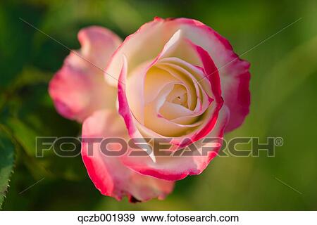Rose flower View Large Photo Image Stock Photo - Rose flower. Fotosearch