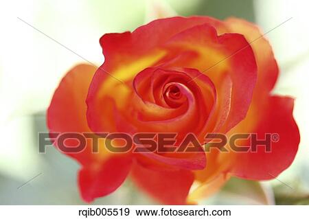 Rose flower View Large Photo Image Stock Photo - Rose flower. Fotosearch