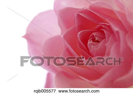 Stock Photo - Rose flower. Fotosearch