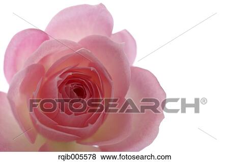 Rose flower View Large Photo Image Stock Photo - Rose flower. Fotosearch