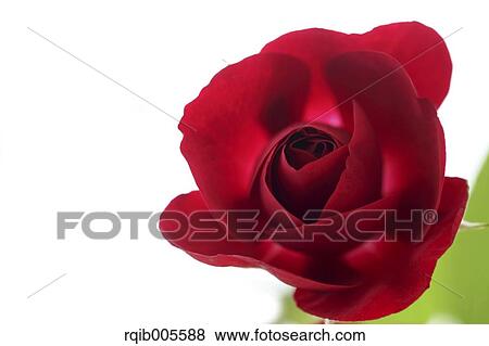 Stock Photo - Rose flower. Fotosearch