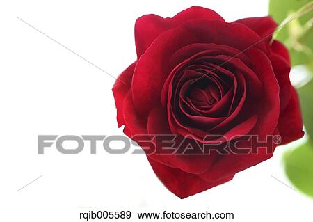 Rose flower View Large Photo Image Stock Photo - Rose flower. Fotosearch