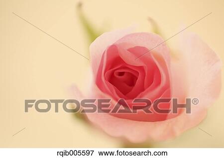 Rose flower View Large Photo Image Stock Photo - Rose flower. Fotosearch