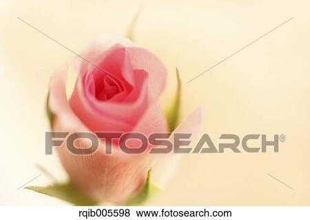Rose flower View Large Photo Image Stock Photo - Rose flower. Fotosearch