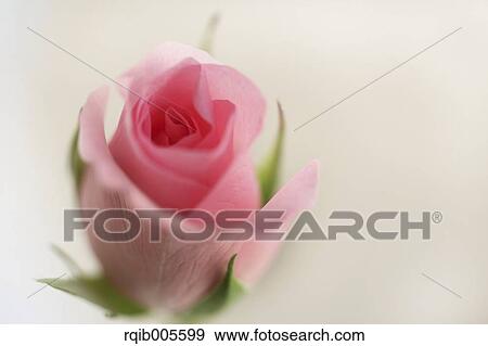 Rose flower View Large Photo Image Stock Photo - Rose flower. Fotosearch