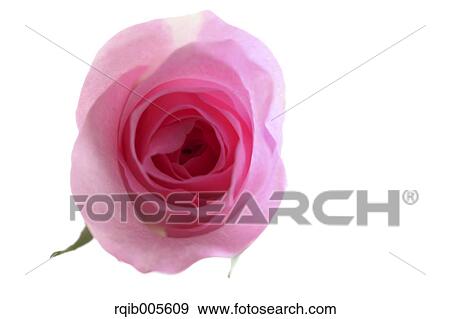 Rose flower View Large Photo Image Stock Photo - Rose flower. Fotosearch
