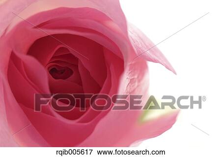 Stock Photo - Rose flower. Fotosearch
