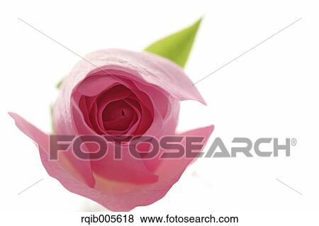 Rose flower View Large Photo Image Stock Photo - Rose flower. Fotosearch