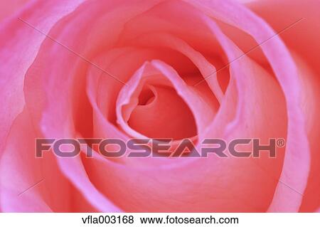 Rose flower View Large Photo Image Stock Photo - Rose flower. Fotosearch