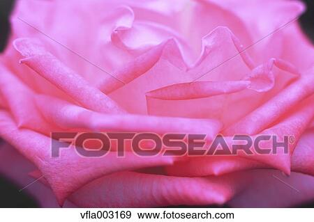 Rose flower View Large Photo Image Stock Photo - Rose flower. Fotosearch