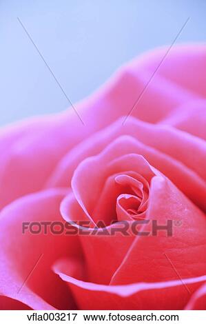 Rose flower View Large Photo Image Stock Photo - Rose flower. Fotosearch
