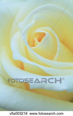 Rose flower View Large Photo Image Stock Photo - Rose flower. Fotosearch