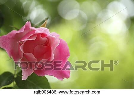 Rose flower View Large Photo Image Stock Photograph - Rose flower. Fotosearch