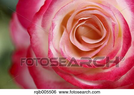 Stock Photograph - Rose flower. Fotosearch