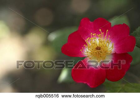 Stock Photograph - Rose flower. Fotosearch