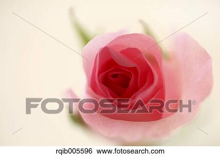 Rose flower View Large Photo Image Stock Photograph - Rose flower. Fotosearch