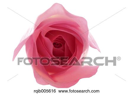 Rose flower View Large Photo Image Stock Photograph - Rose flower. Fotosearch