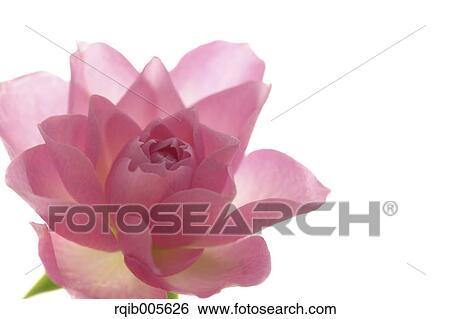 Rose flower View Large Photo Image Stock Photograph - Rose flower. Fotosearch