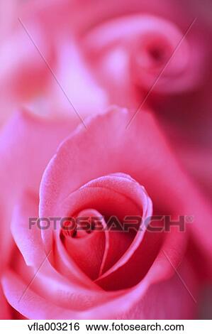 Rose flower View Large Photo Image Stock Photograph - Rose flower. Fotosearch